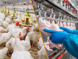 TAGAT Foodtech is an integrated solutions ecosystem that connects processes and data across the animal protein supply chain—from farm to processing.