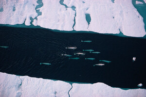 WWF-Canada: The High Seas Treaty sets sail today, ushering in a new era of ocean governance without Canada -- for now